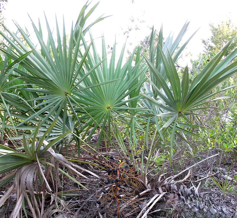 saw palmetto prosztata